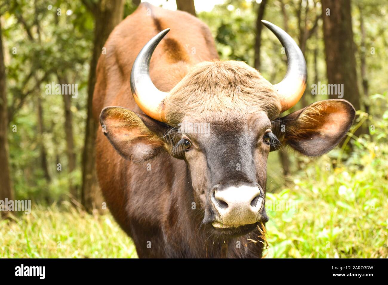 Der majestätische indische Bison, die größte Wildkuh der Welt im indischen Gaur Stockfoto