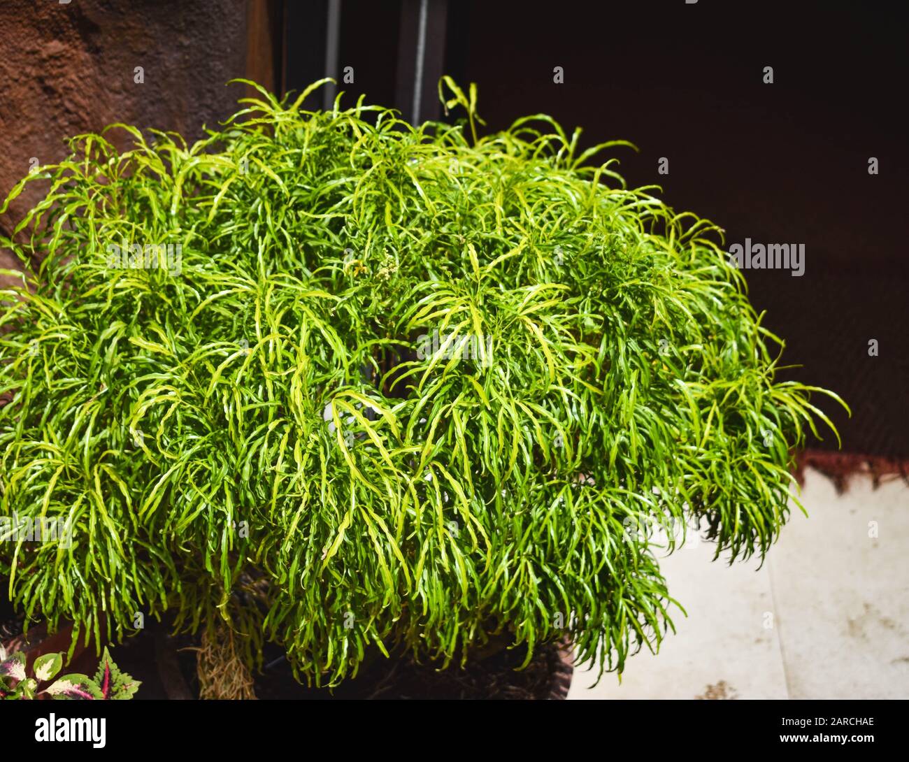 Nahaufnahme von bunten Zierpflanzen Stockfoto