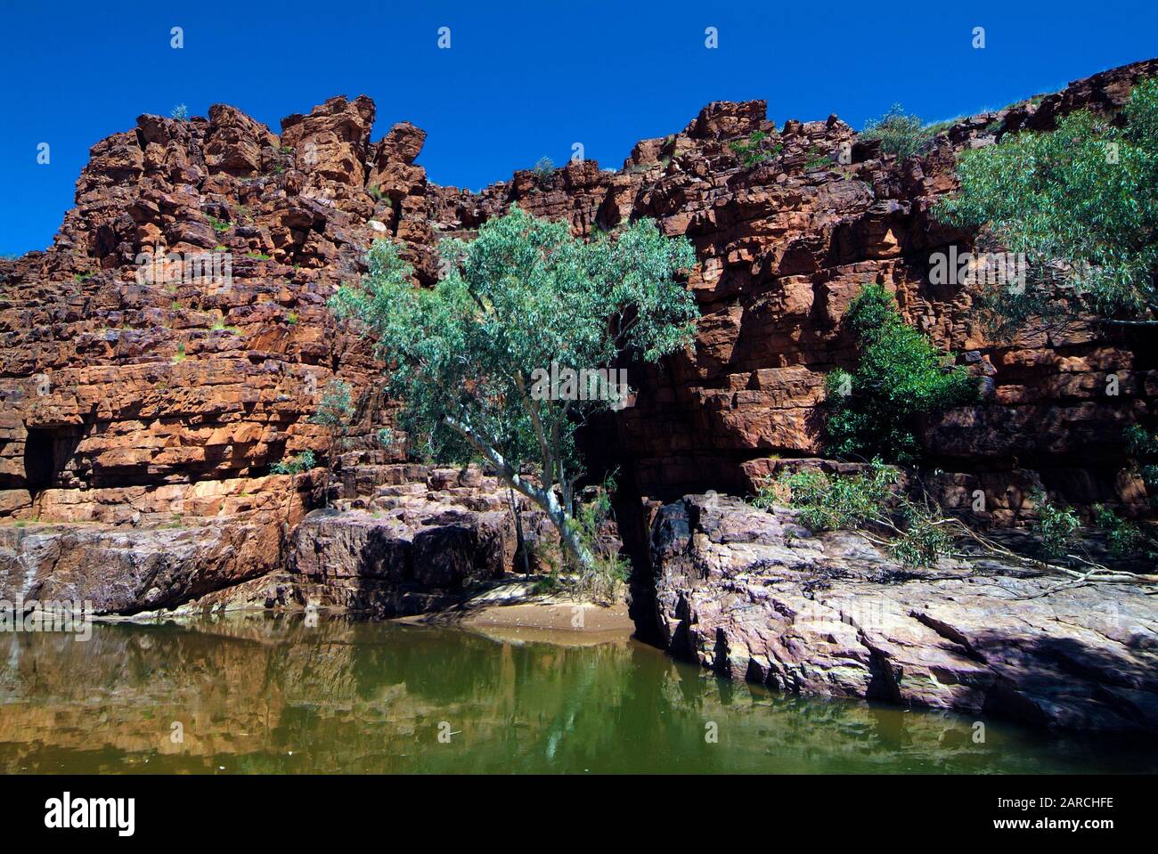 Australien, Rocks und Gum Tree in der Trephina Gorge im Northern Territory Stockfoto