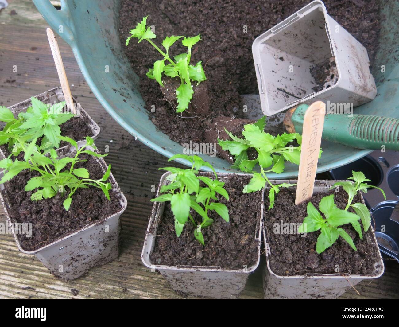 Gartenarbeit für Frühfrühling: Töpfung von kleinen Steckpflanzen aus den Gartencentern, um sich in einem Gewächshaus bis zum Auspflanzen nach dem Frost zu halten. Stockfoto