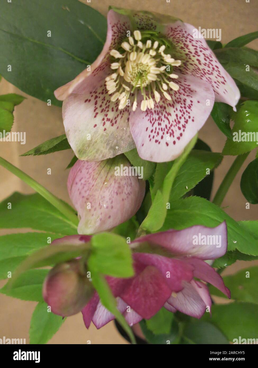 Nahaufnahme der Weihnachts- oder Lenten Rose (helleborus) mit ihren rosafarbenen/violetten Blumen und Knospen und ihrem leuchtend grünen Laub aus einem englischen Wintergarten Stockfoto
