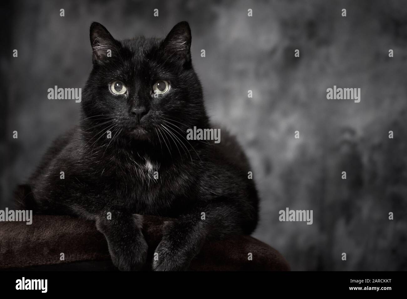 Turkish angora cat black -Fotos und -Bildmaterial in hoher Auflösung – Alamy