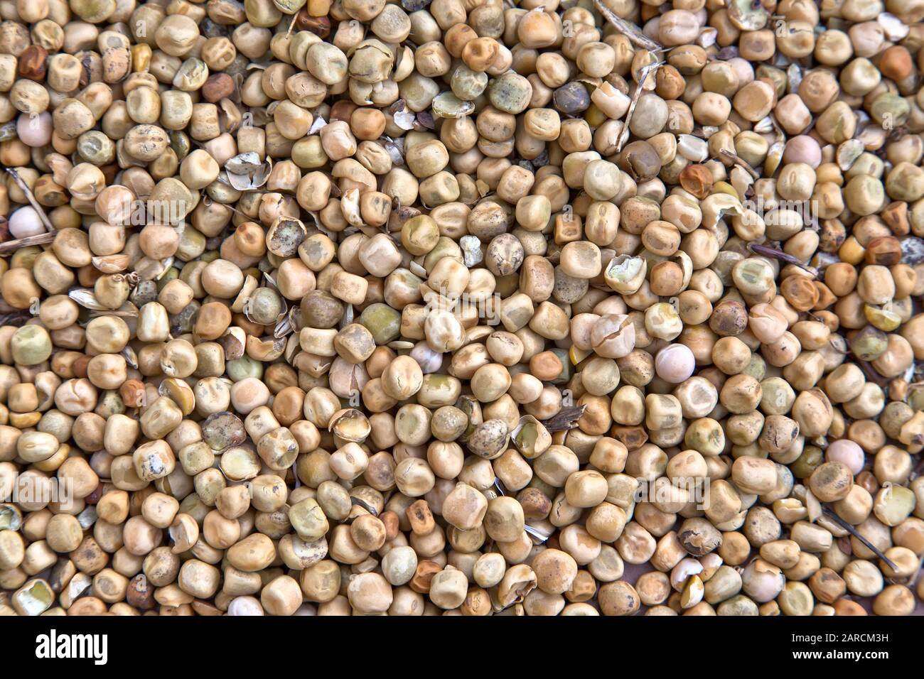 Geerntete Sojabohnen "Glycine max", South Dakota. Stockfoto