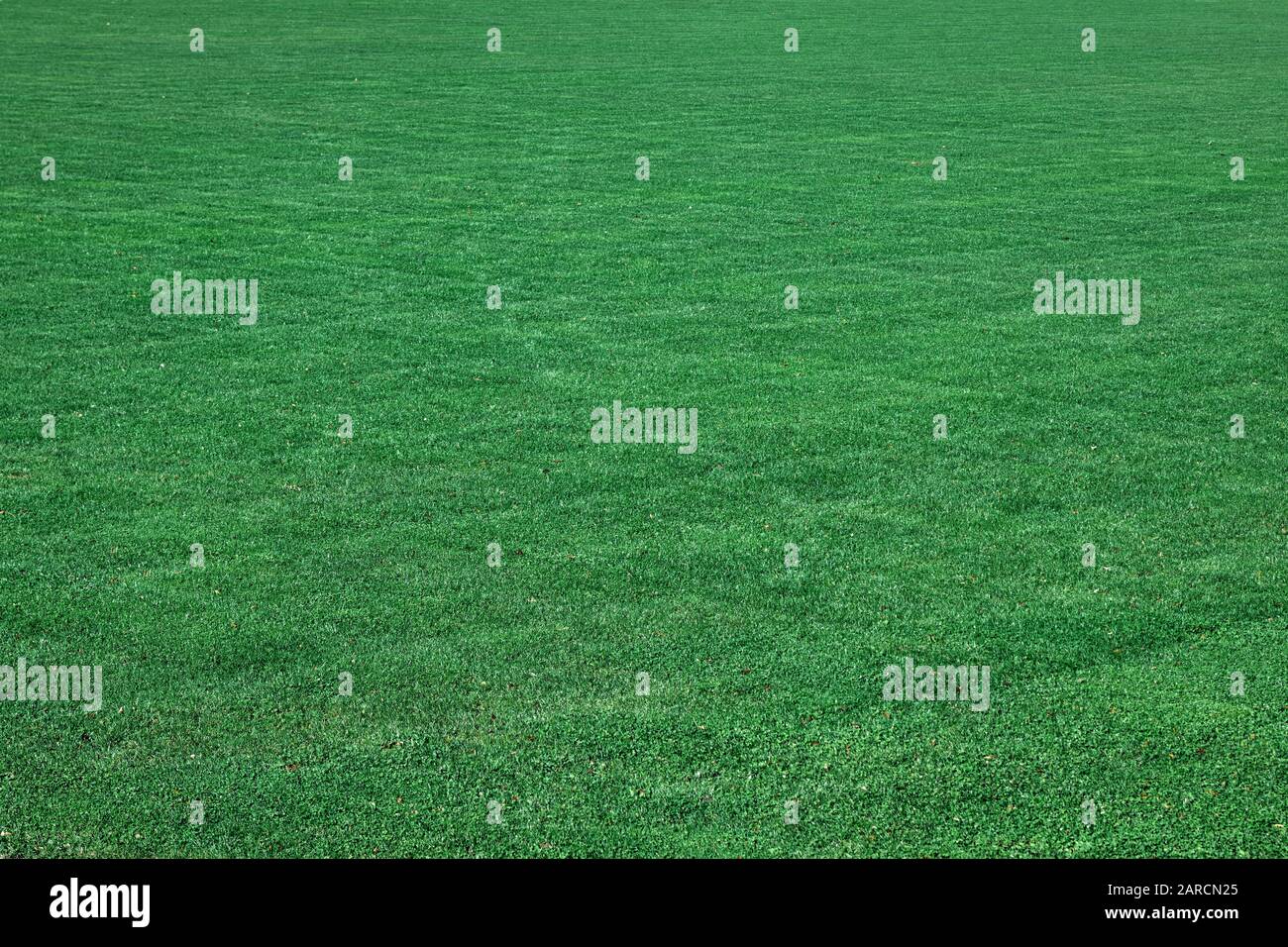 Frisch geschnittener Rasen ohne Unkraut. Stockfoto