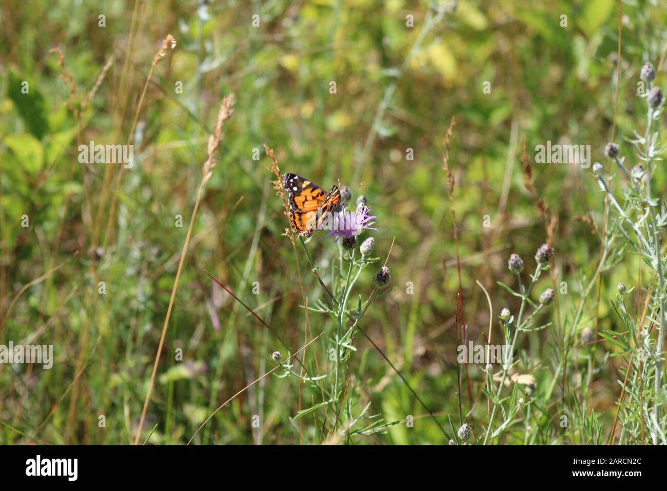 Schmetterling auf einer Blume Stockfoto