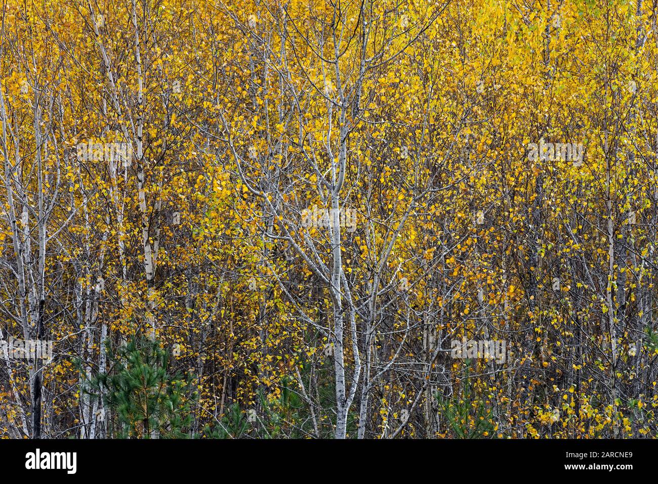 Herbstsägen in Vollfarbe. Stockfoto