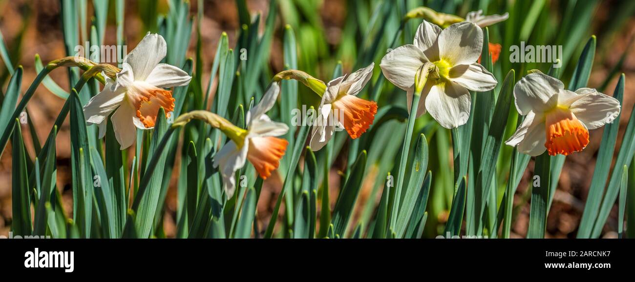 Eine Nahaufnahme weißer Narzissen mit orangefarbenen Zentren, die an einem sonnigen Frühlingstag in den Waldgebieten blühen Stockfoto