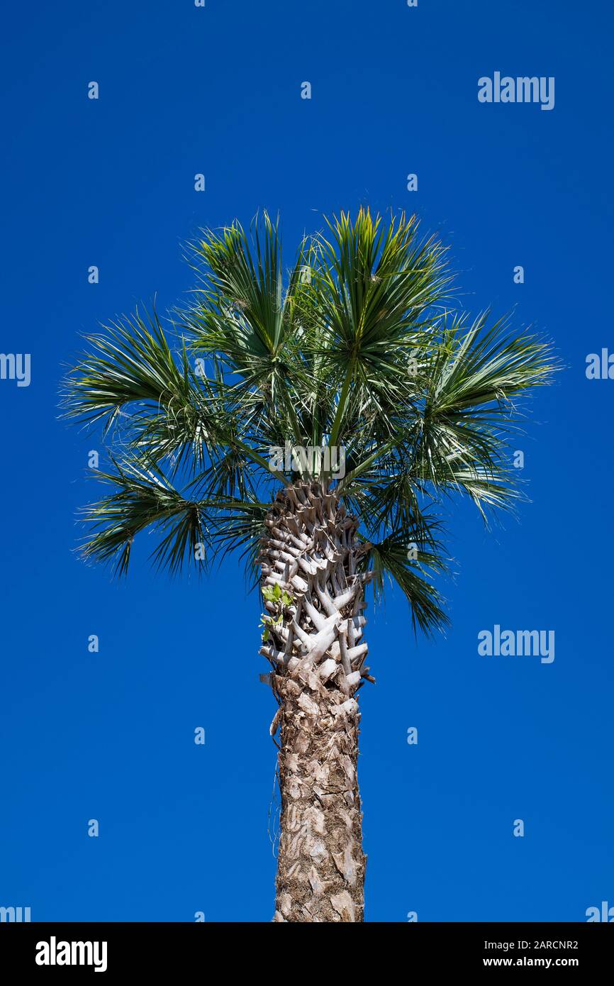 Paim-Baumdetails. Stockfoto