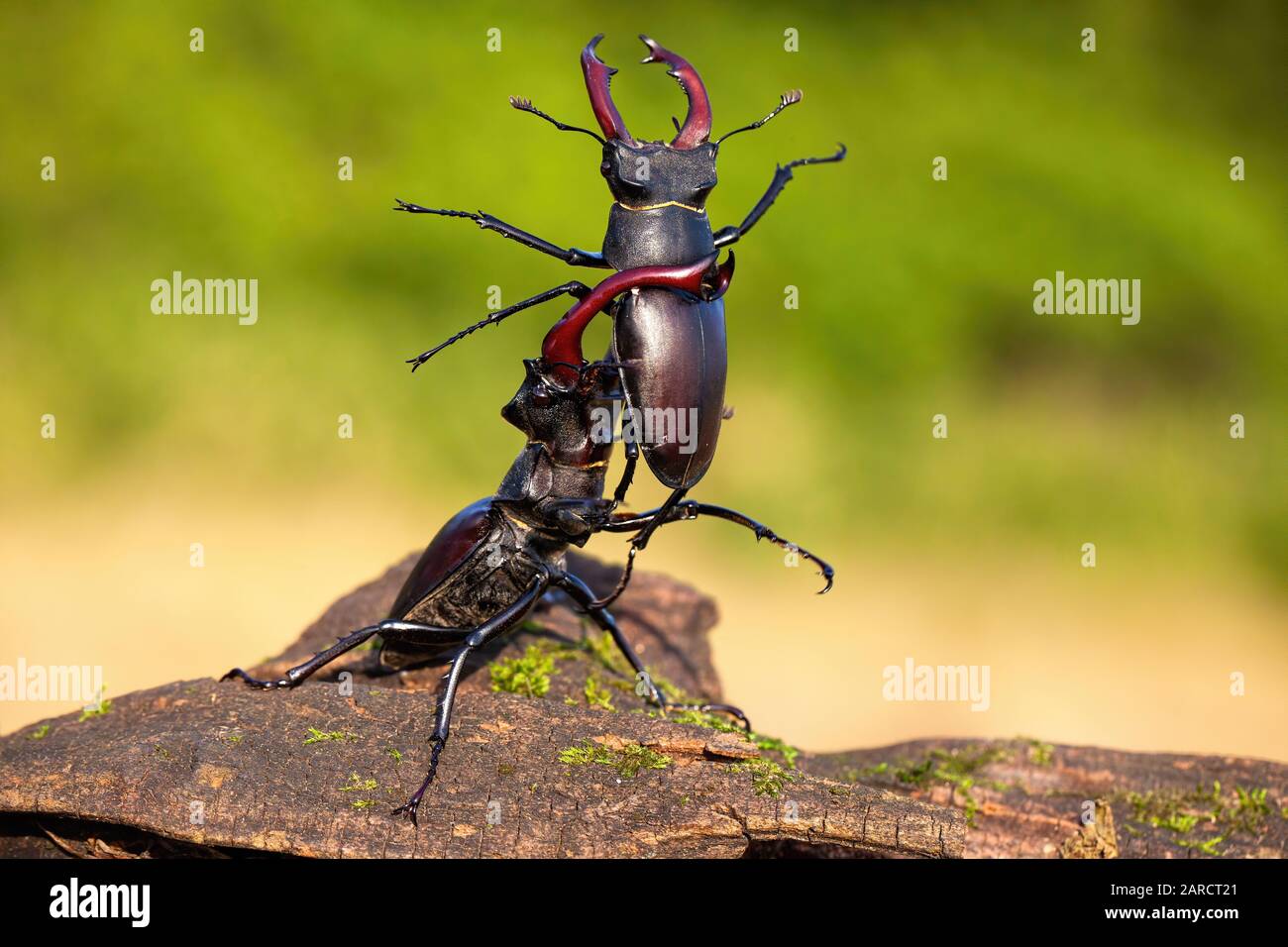 Starker Hirschkäfler hebt seinen Rivalen in heftigem Kampf in der Natur über den Kopf Stockfoto