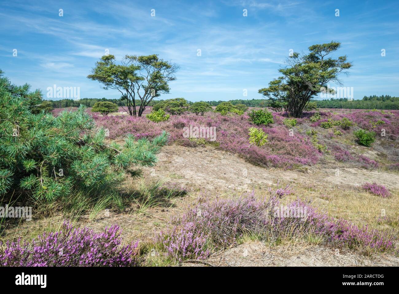 Malerische Aussicht auf eine Moorlandschaft mit violett bis violett blühenden Heidekraut und einsamen Bäumen Stockfoto