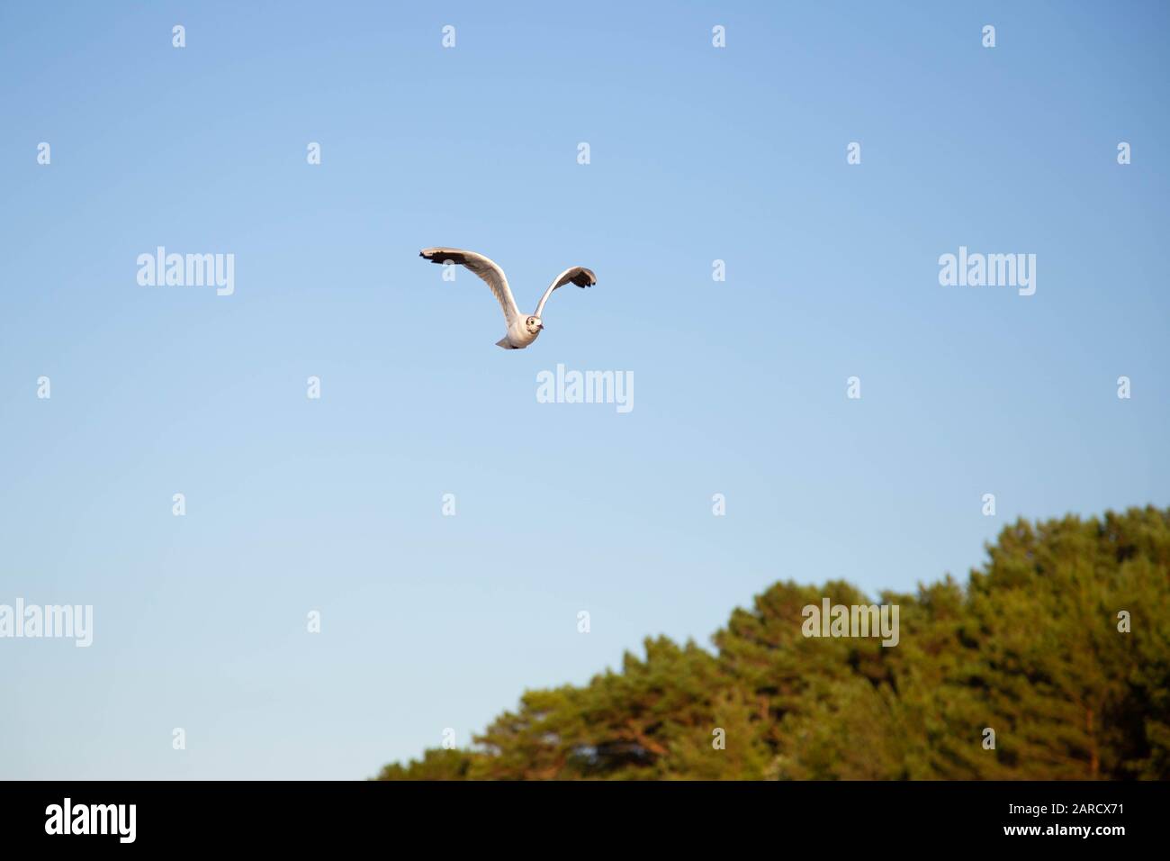 Eine Möwe fliegt am Strand an der Ostsee Stockfoto