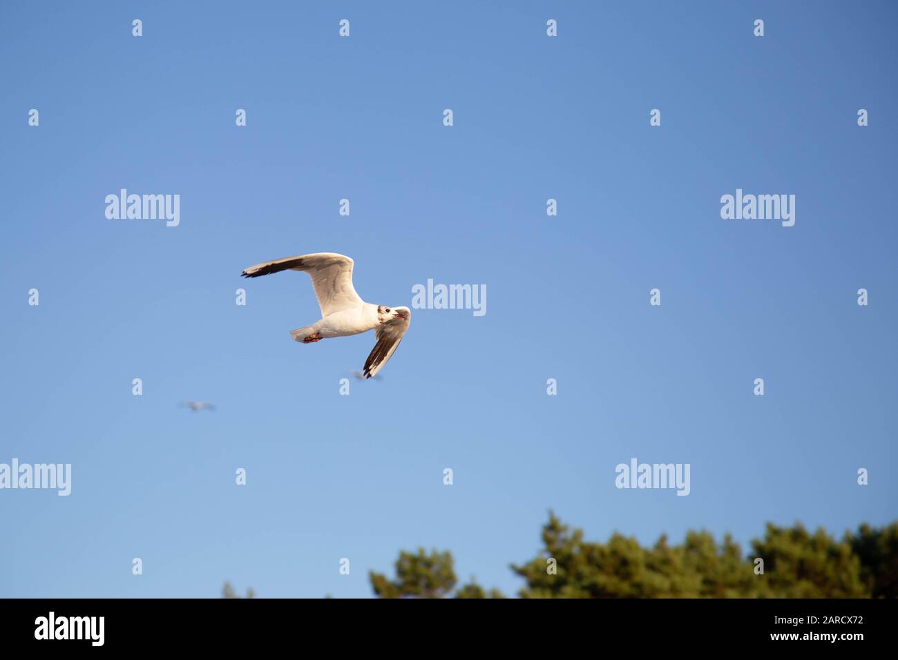 Eine Möwe fliegt am Strand an der Ostsee Stockfoto