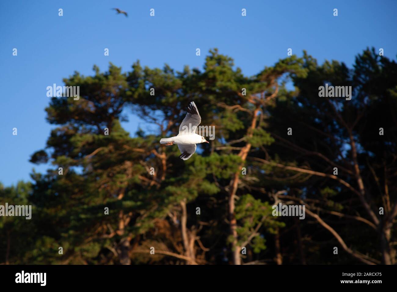 Eine Möwe fliegt am Strand an der Ostsee Stockfoto