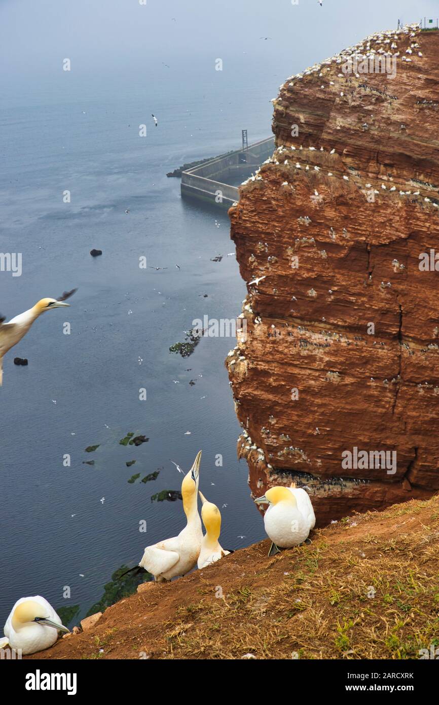 Kolonie der nördlichen Garnet auf dem roten Felsen - Insel Helgoland Stockfoto