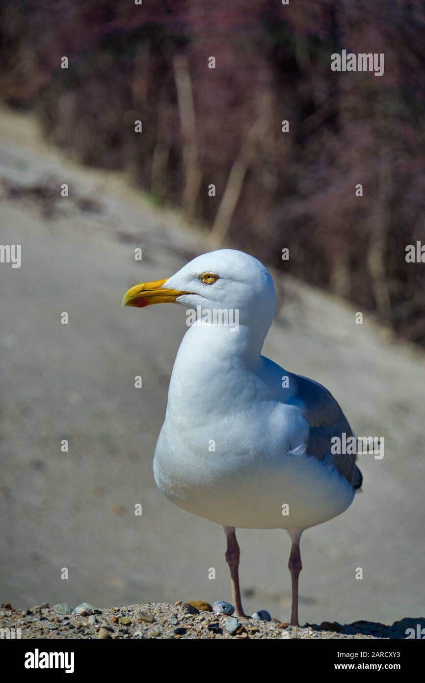 Einheitliche europäische Silbermöwe auf Helgoland - Insel Düne - North Beach - Larus argentatus Stockfoto