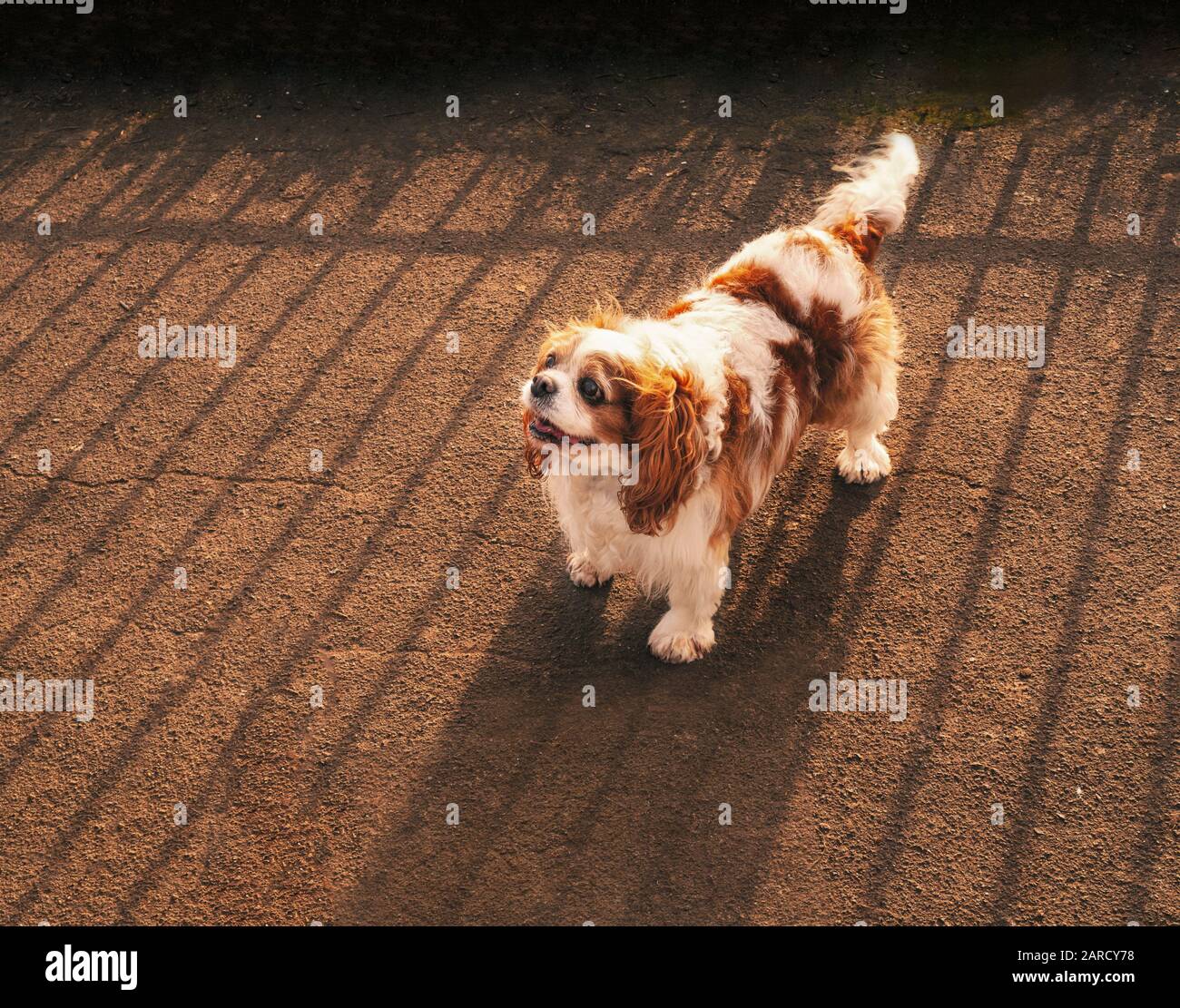 Der süße Cavalier King Charles Spaniel, der mit der Sonne hinter ihm aufsteht und einen gestreiften Schatten vom Zaun hinter sich wirft. Stockfoto