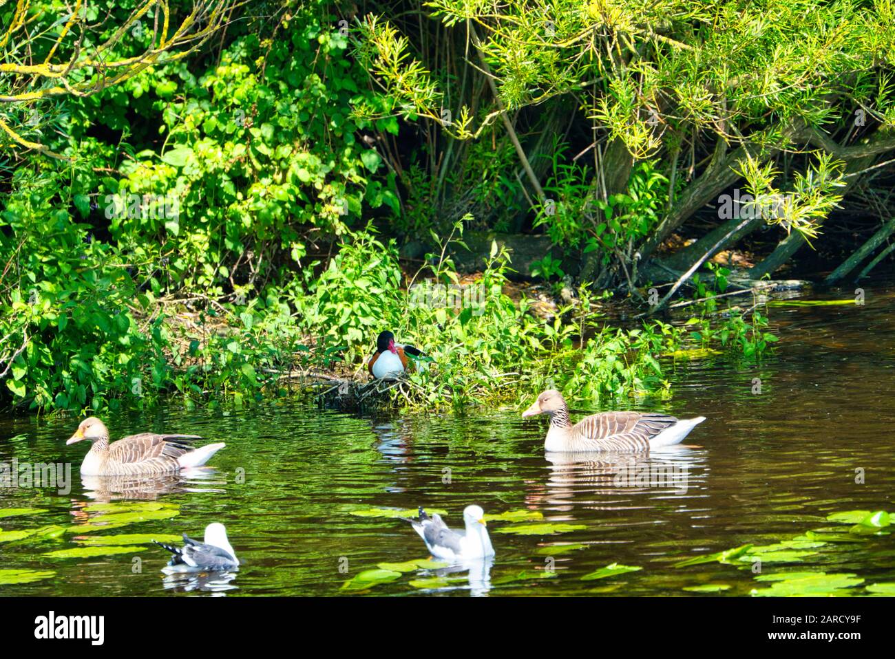 Gruppe verkraften Silbermöwe auf Helgoland - Insel Düne - Reinigung Feder in süßen Wasser Teich - Larus argentatus Stockfoto