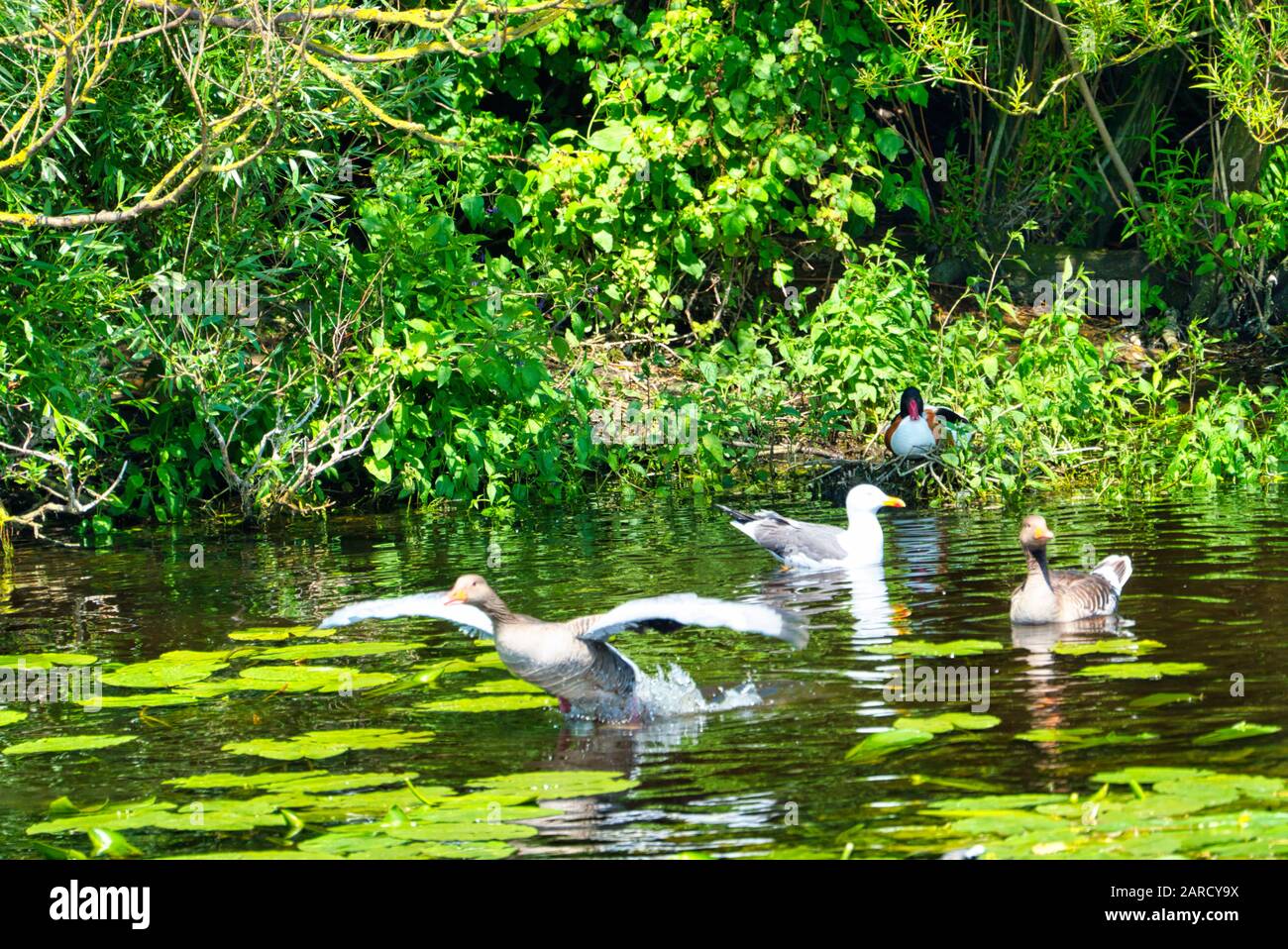 Gruppe verkraften Silbermöwe auf Helgoland - Insel Düne - Reinigung Feder in süßen Wasser Teich - Larus argentatus Stockfoto