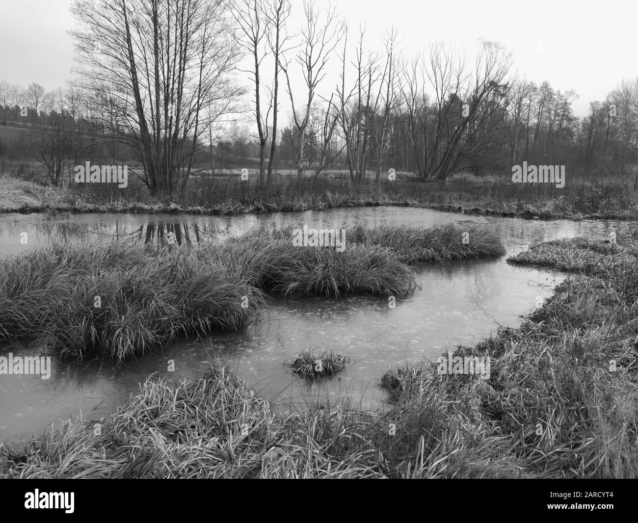 Marsh Landschaft, Gebiet für viele Tiere und Pflanzen Stockfoto