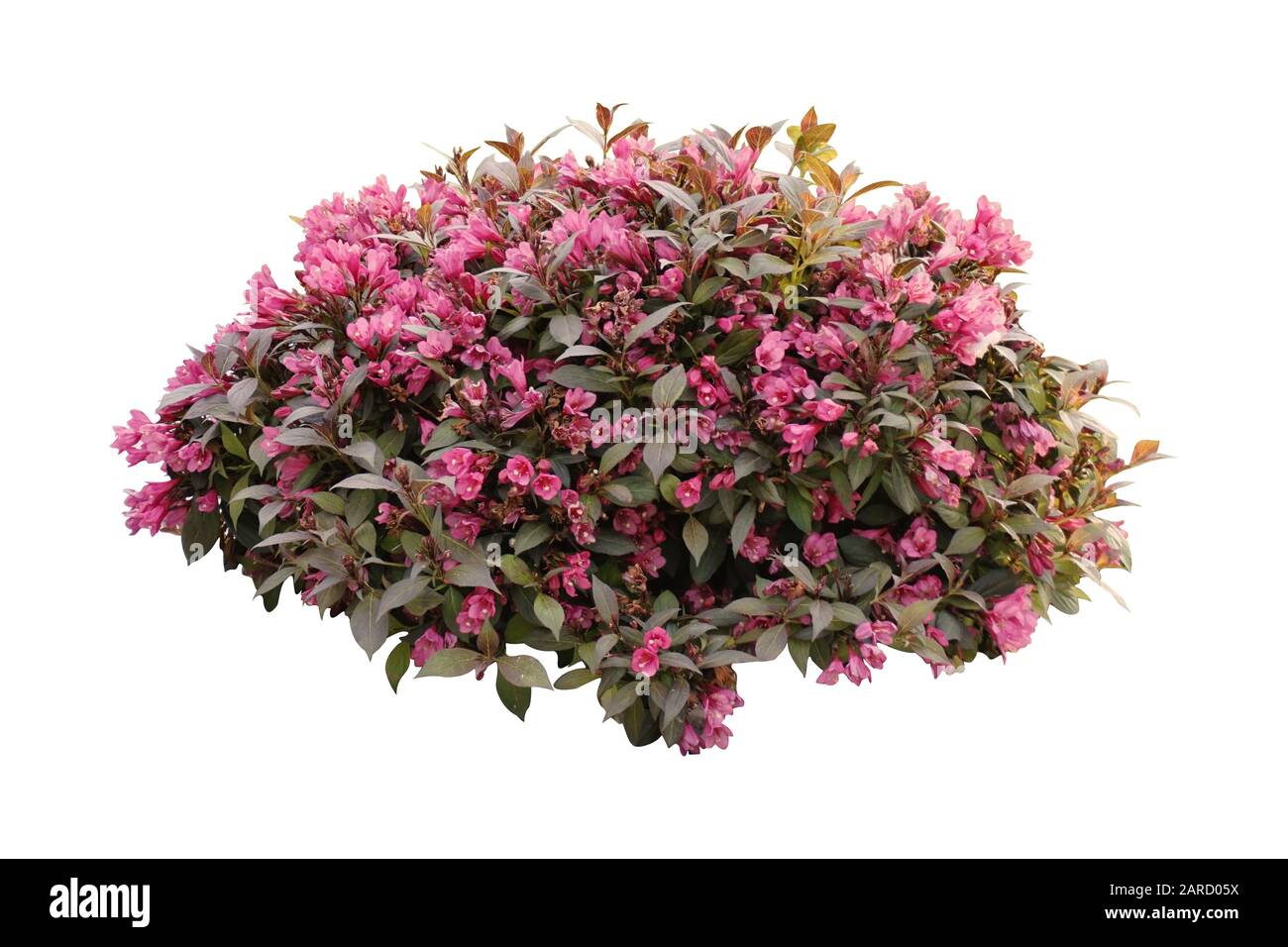 Rosa Blumen, Weigela Florida isoliert auf weiß Stockfoto
