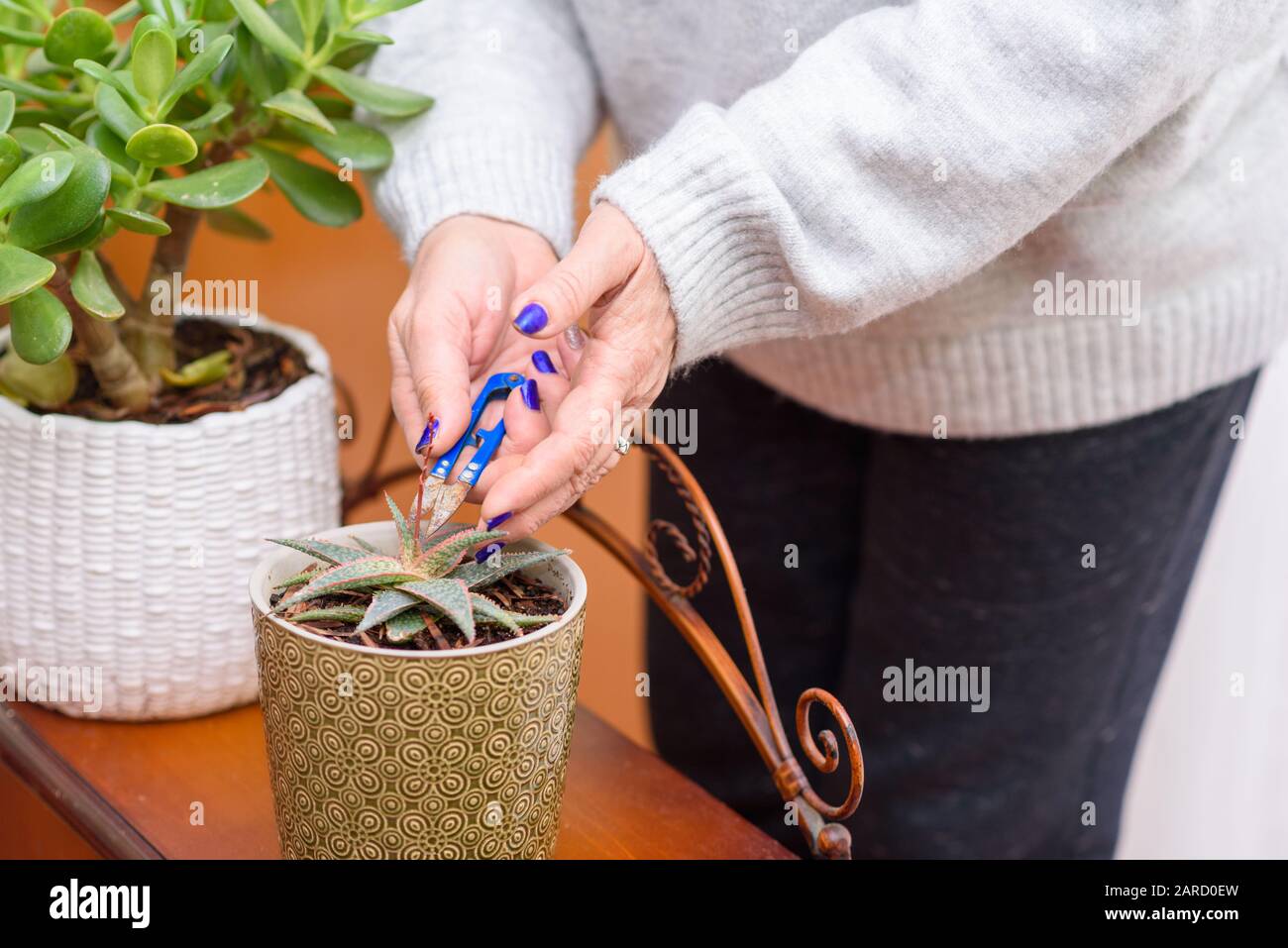 Gartenarbeit im Haus. Nahaufnahme der Hände eines Gärtners, der eine Anlage trimmt. Hausanlagen in Blumentöpfen im Gartenzimmer, innen. Stockfoto