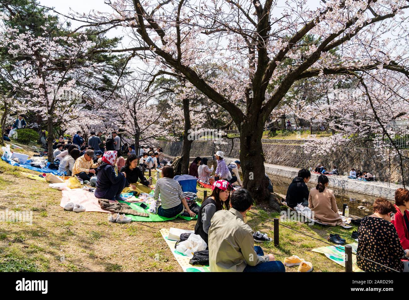 Japan, Kirschblüte im Frühling am beliebten Flussschönpunkt Shukugawa, Nishinomiya. Menschen in Gruppen, die Partys unter den Kirschblüten haben. Stockfoto