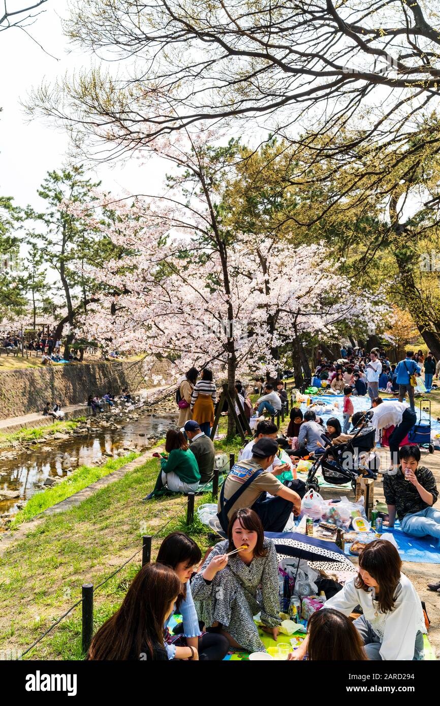 Japan, Kirschblüte im Frühling am beliebten Flussschönpunkt Shukugawa, Nishinomiya. Menschen in Gruppen, die Partys unter den Kirschblüten haben. Stockfoto