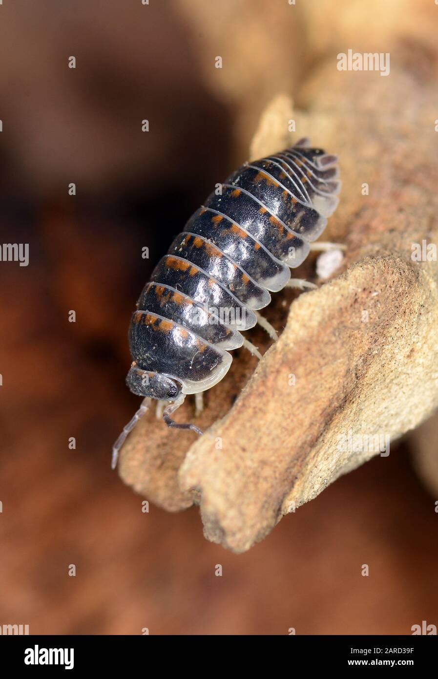 Pillenholz, Armadillidiumarten, Gömbászka Stockfoto