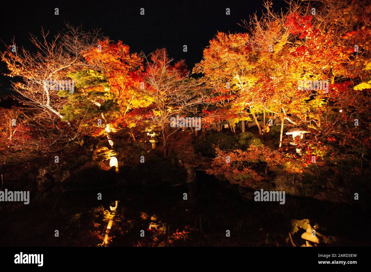 Nachtlichtschau in der Saison Kōyō" (Herbstlaub) Kyoto Stockfoto