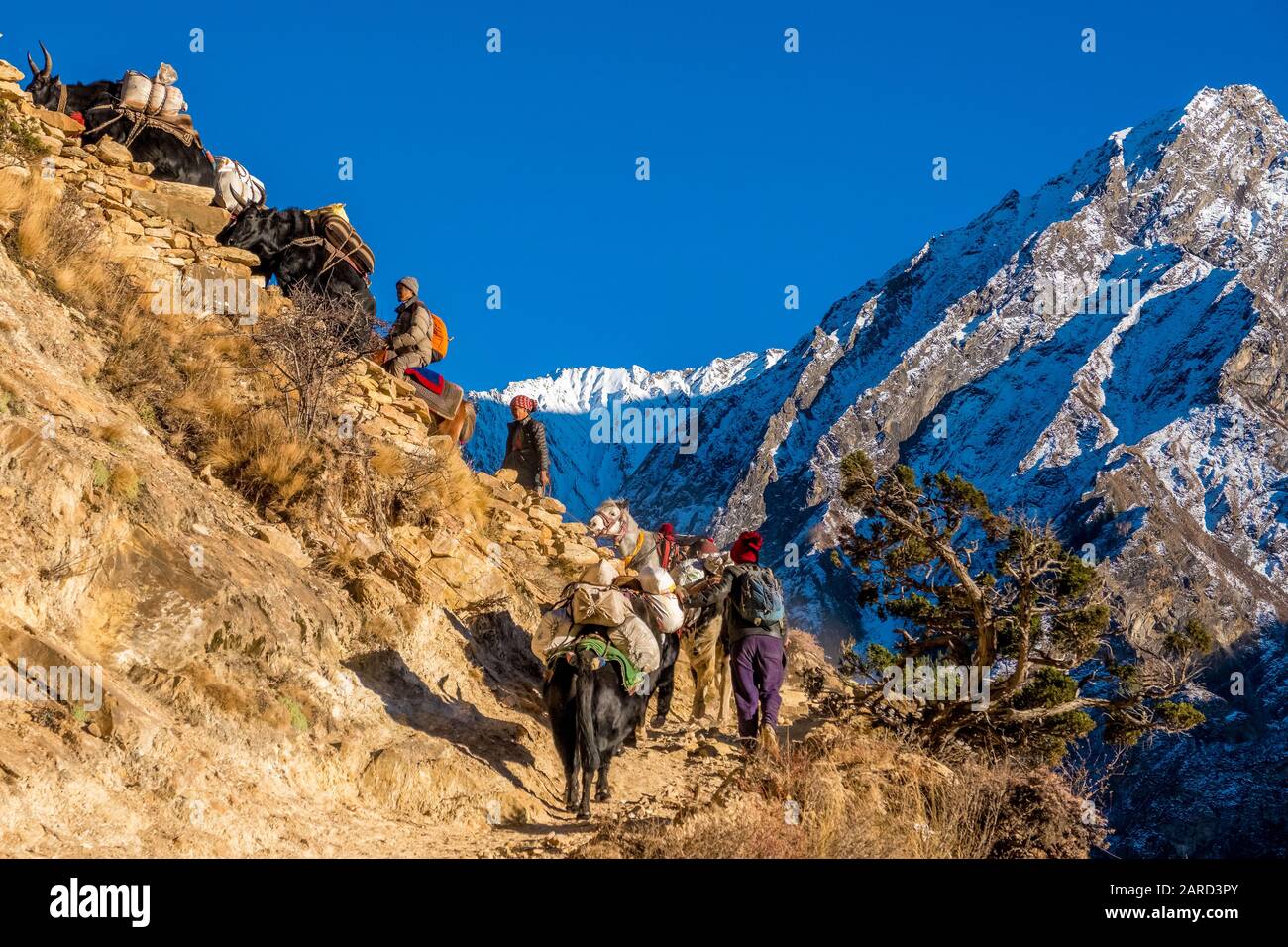 Ein Yak-Zug mit Waren für den Handel, Dolpo, Nepal Himalaya Stockfoto