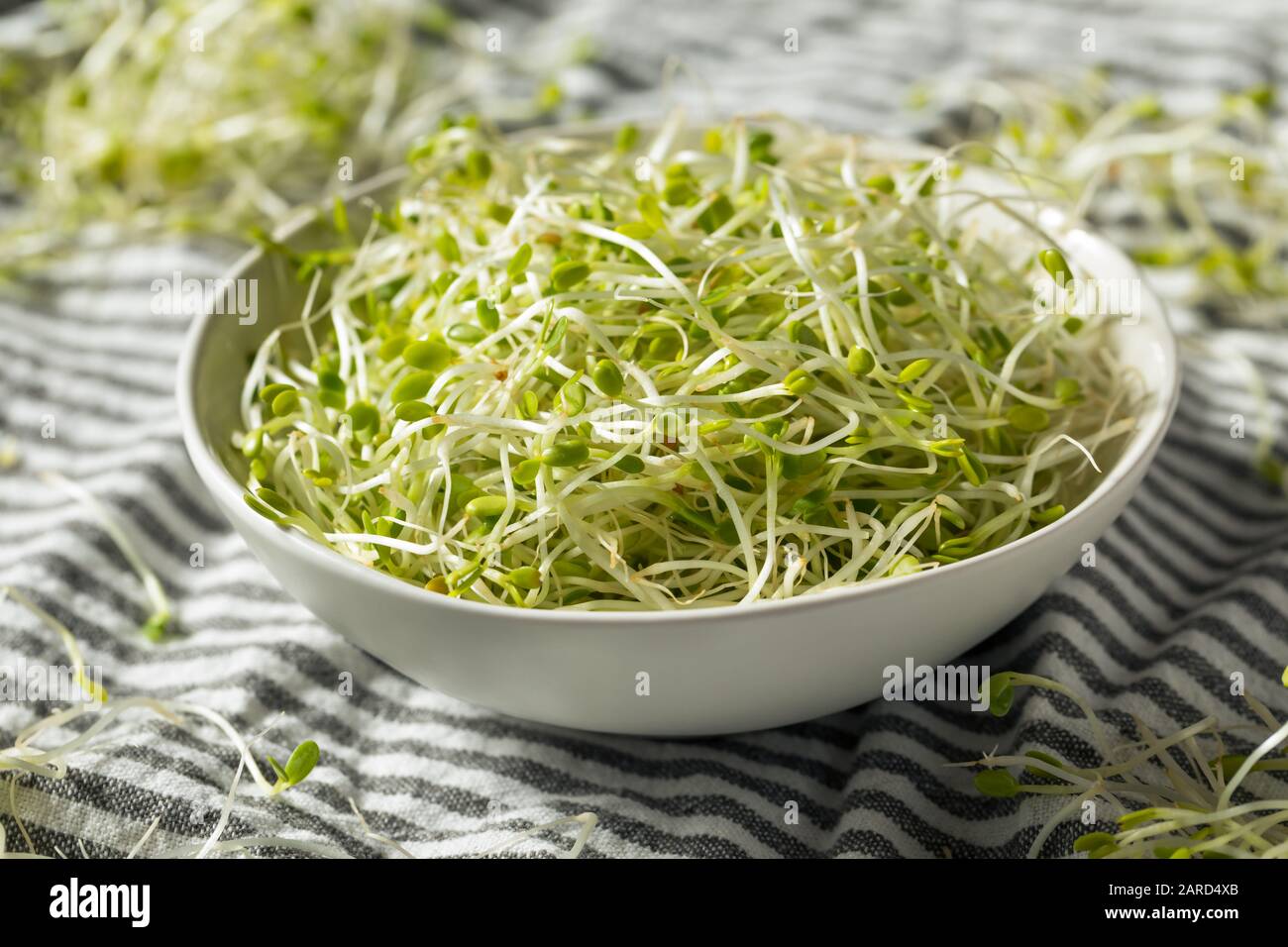 Roher grüner organischer Kleber Sprießt Mycrogreens bereit zum Essen Stockfoto