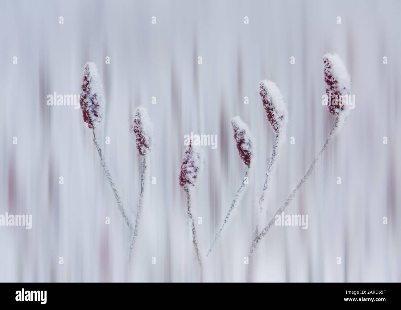 Staghorn summiert rote Früchte, die auf dem Feld mit Schnee bedeckt sind Stockfoto Staghorn summiert rote Früchte, die auf dem Feld mit Schnee bedeckt sind Stockfoto