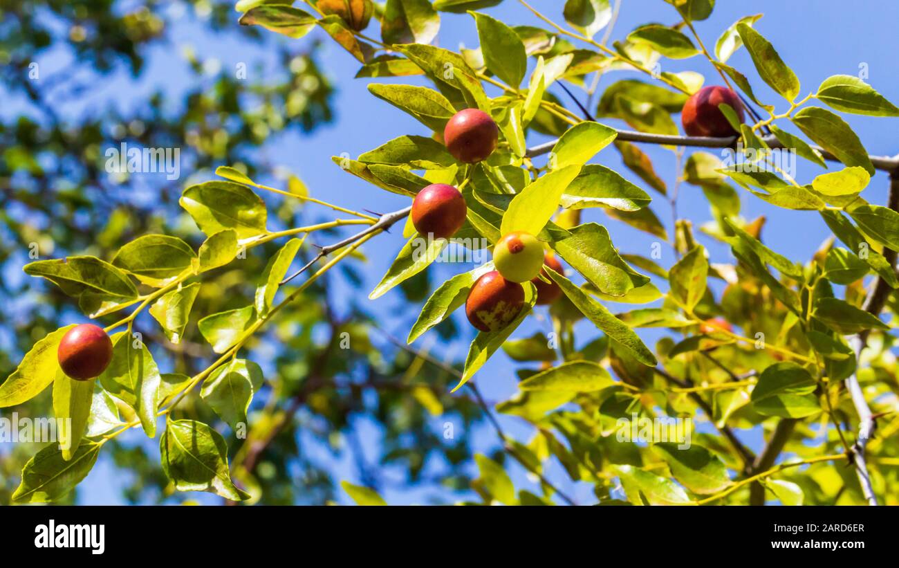 Ziziphus jujujuba reife Früchte in der Nähe Stockfoto