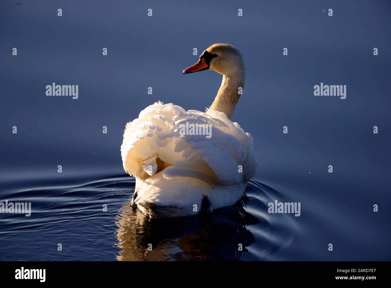 Mute Swans Pentland Hills Scotland Stockfoto Mute Swans Pentland Hills Scotland Stockfoto