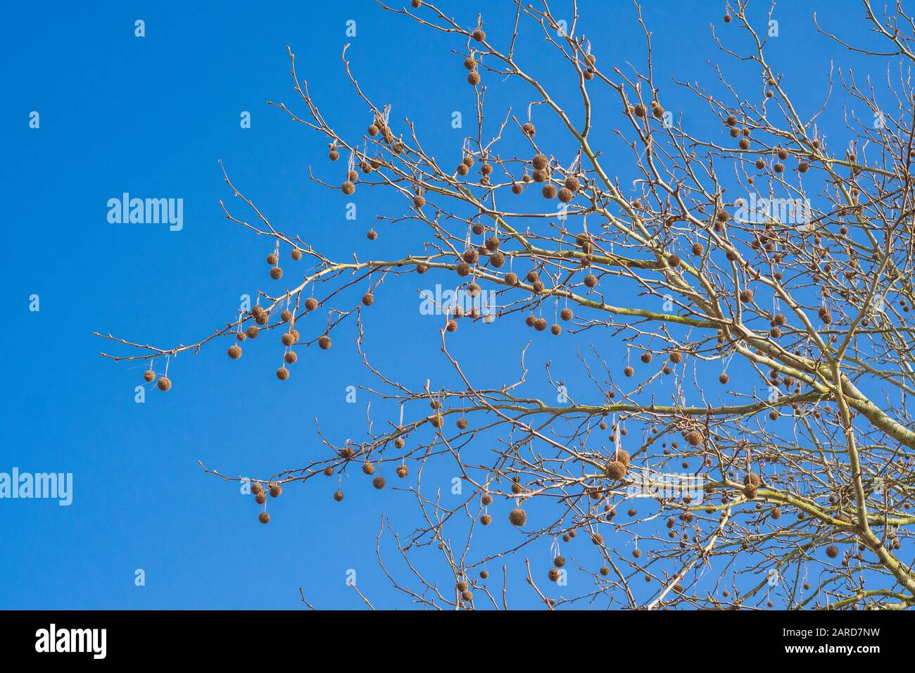 Eine gute Darstellung von Samenschoten auf einem Londoner Planetree, der deutlich gegen einen klaren blauen Himmel in Wiltshire UK zeigt Stockfoto