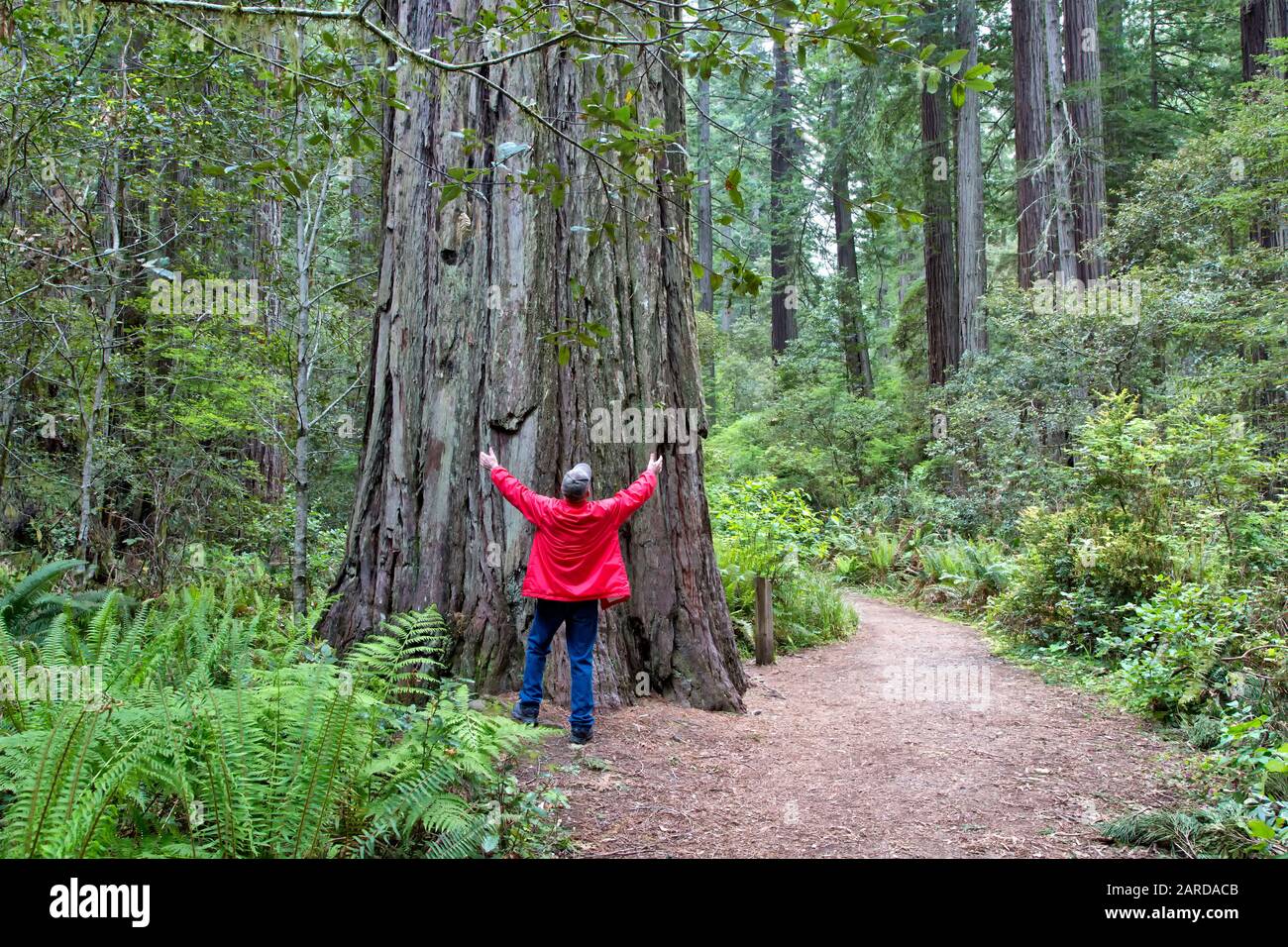 Ältere männliche, hochgezogene Arme, die mit Dem Alten Redwood-Baum 'Sequoia simpervirens', Western Sword Ferns 'Polystichum munitum', Waldpfad kommunizieren. . Stockfoto
