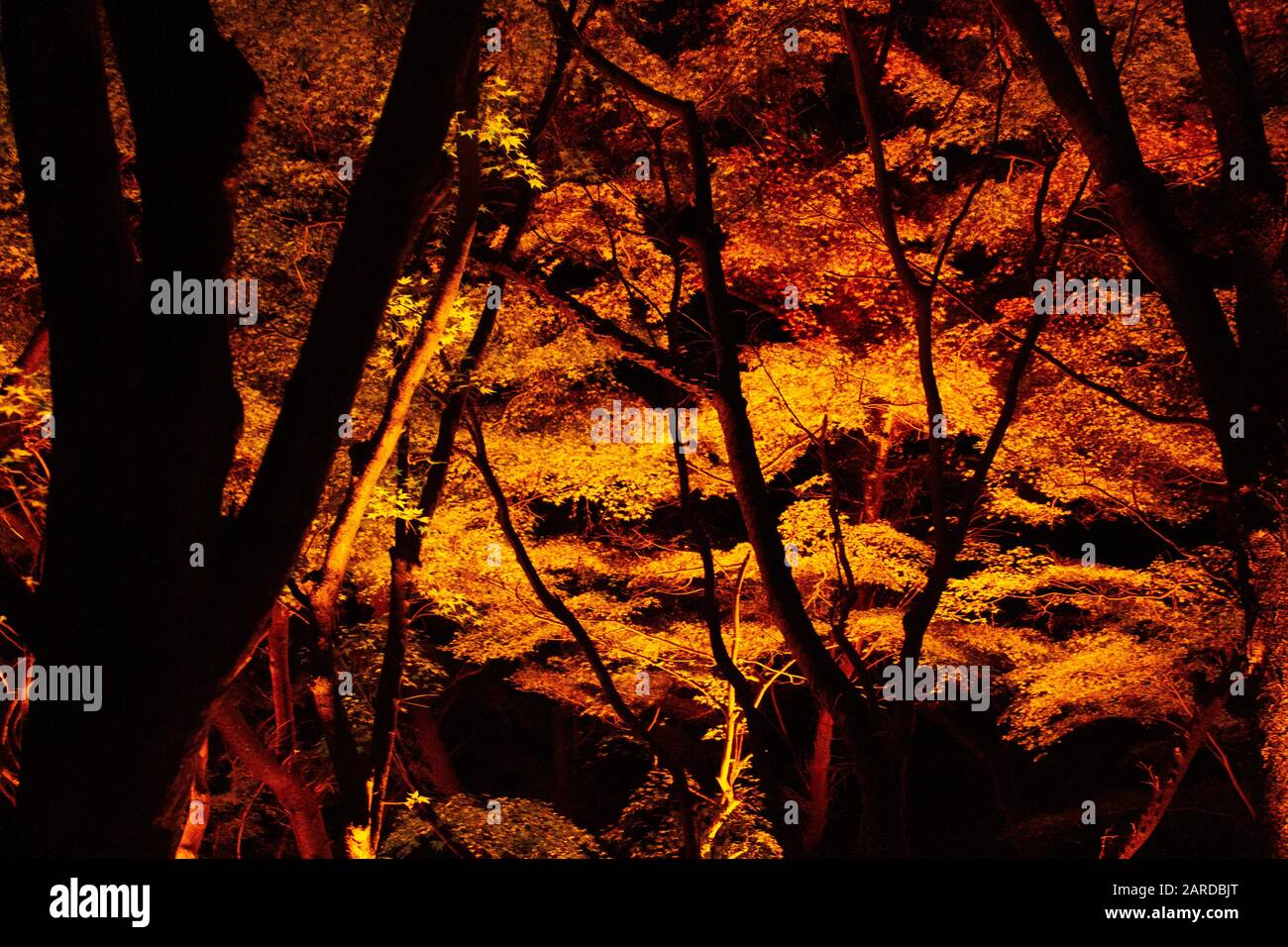 Nachtbeleuchtung in der Saison Kōyō" (Herbstlaub) Im Herbst wird der japanische Wald in leuchtenden Farben rot und orange Kyoto Dargestellt Stockfoto