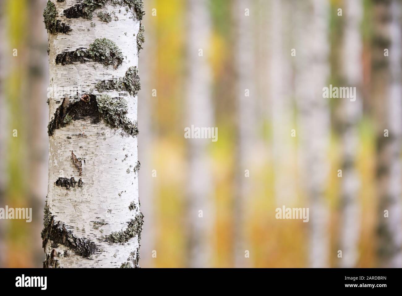 Birke (Betula pendula) Trunk gegen Wald Hintergrund. Stockfoto