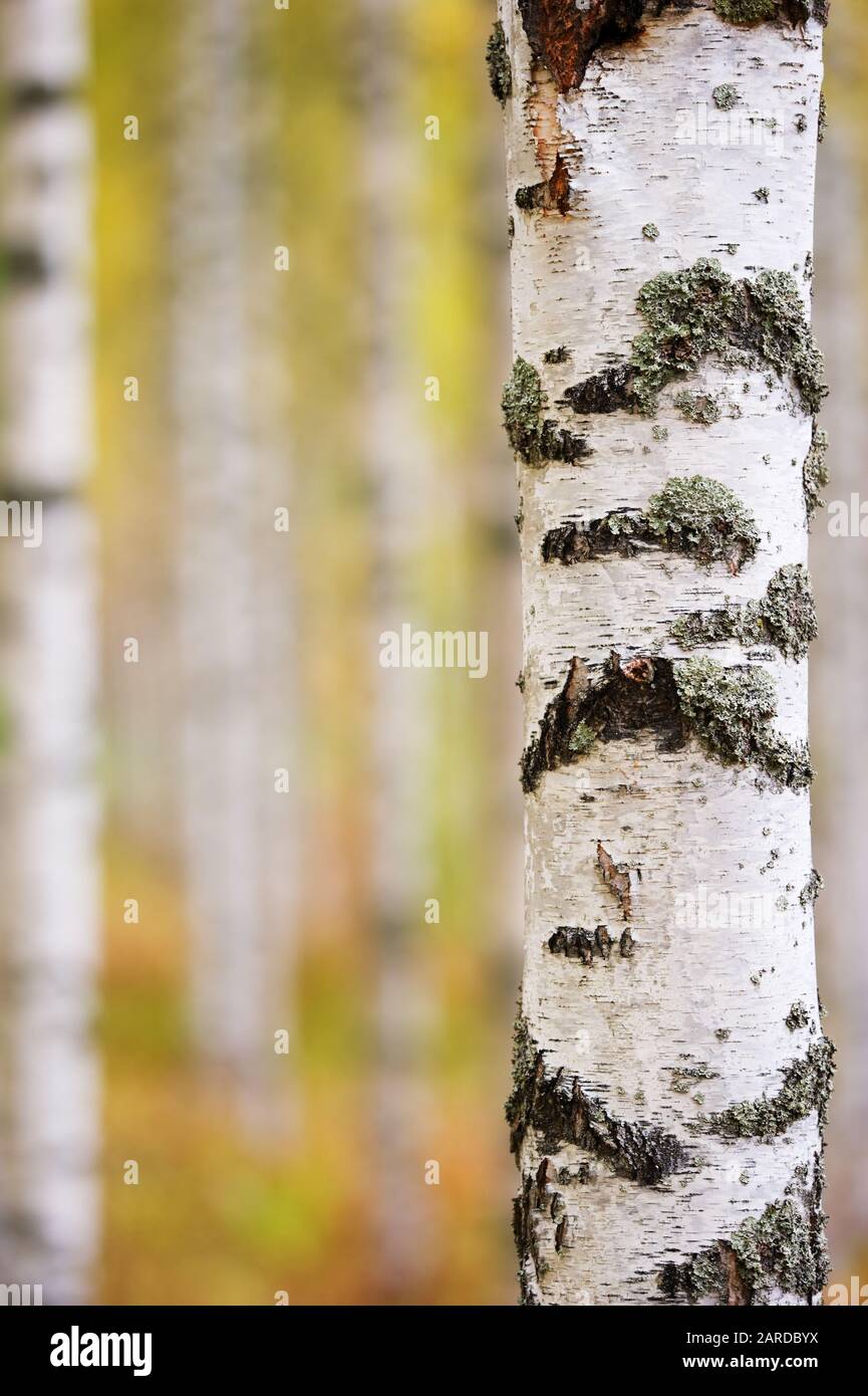 Birke (Betula pendula) Trunk gegen Wald Hintergrund. Stockfoto