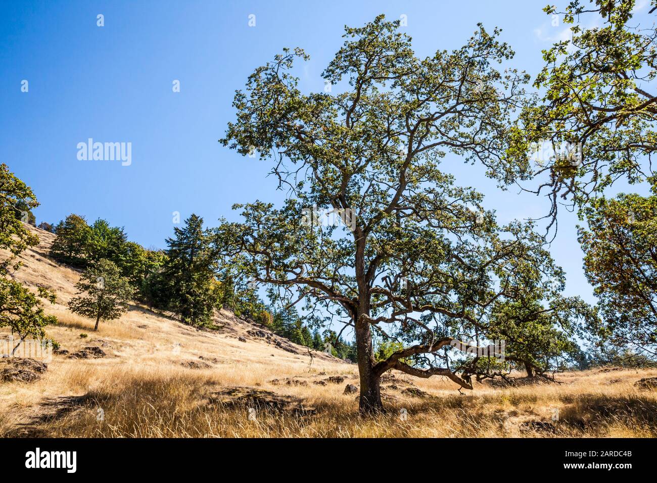 Gary Oak Trees auf San Juan Island im English Camp National Historical Park, USA. Stockfoto