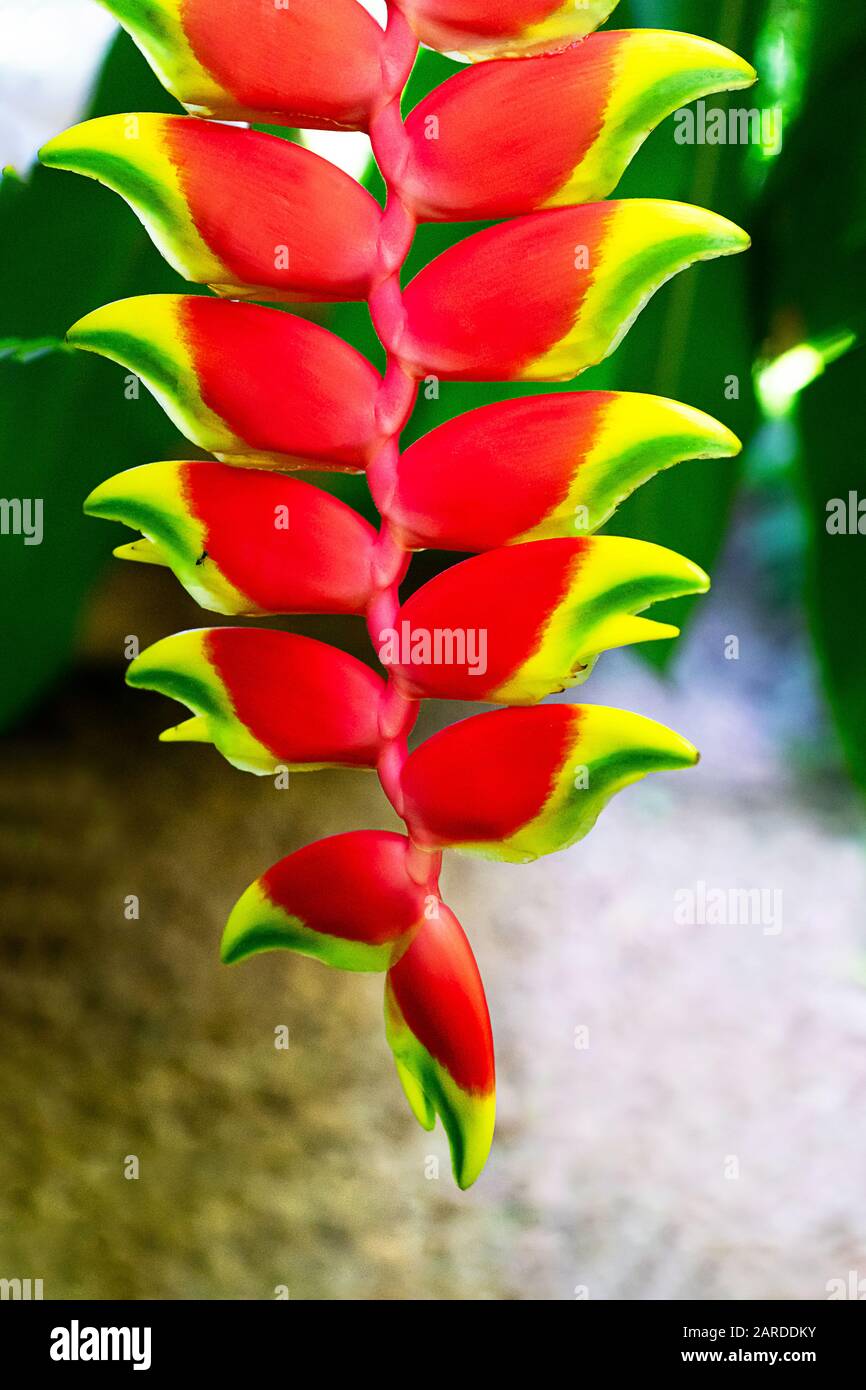 Exotischer Blumenhintergrund. Konzept tropischer Urlaub. Schöne rote Helikonienblume. Stockfoto