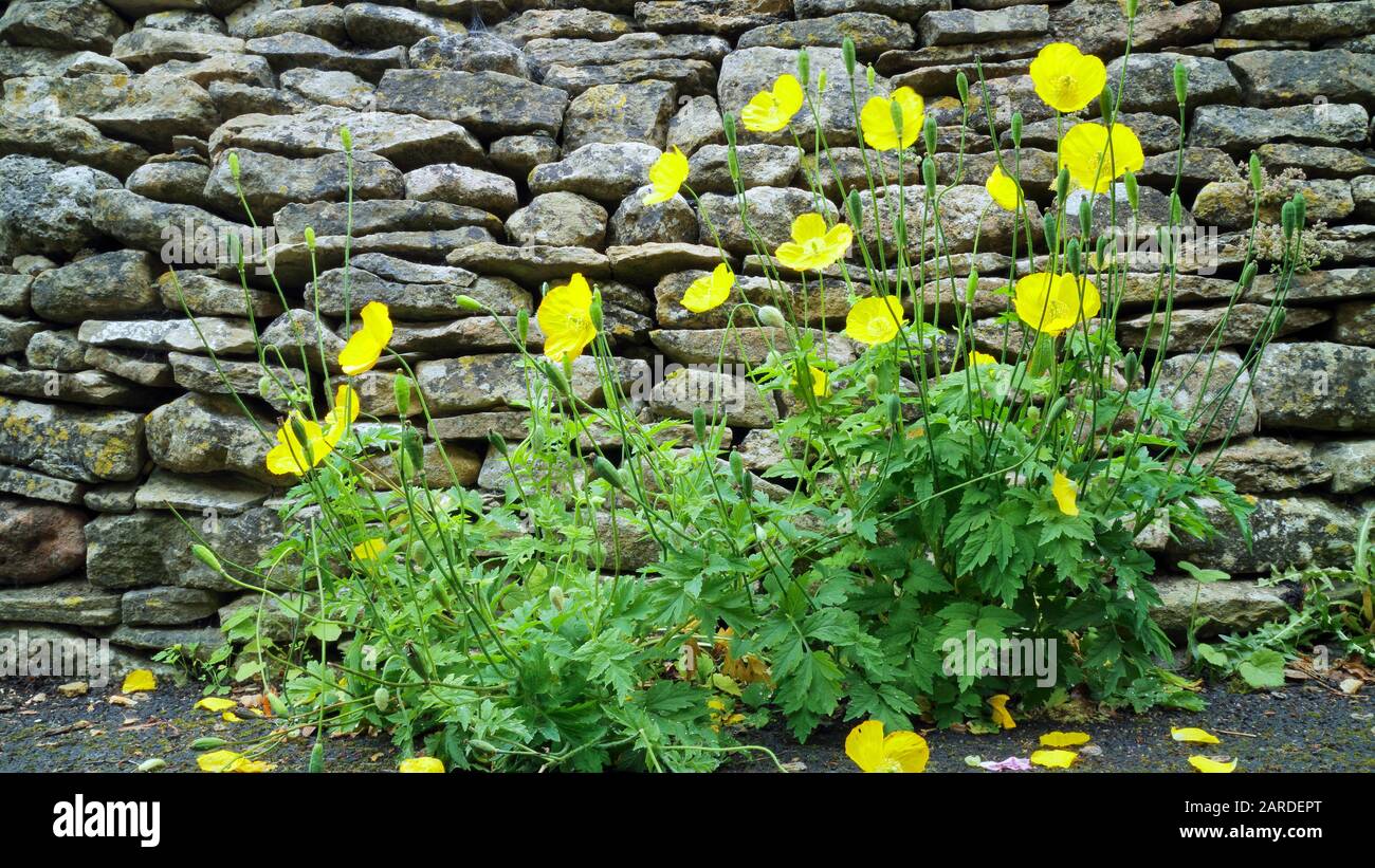 Blühende gelbe walisische Mohn gegen graue Steinmauer in einem englischen Cottage-Garten. Stockfoto