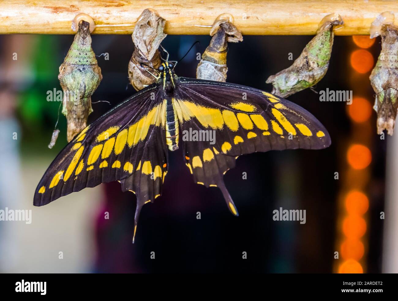 Nahaufnahme eines Schmetterlings mit Königsschwalbenschwanz und Kokons, beliebte Tierzüchtung in der Entomokultur Stockfoto