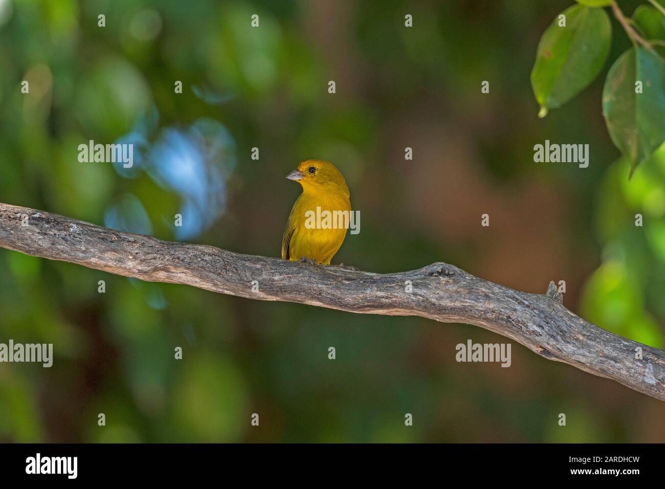 Ein Saffron-Finch in einem tropischen Baum im Pantanal in Brasilien Stockfoto
