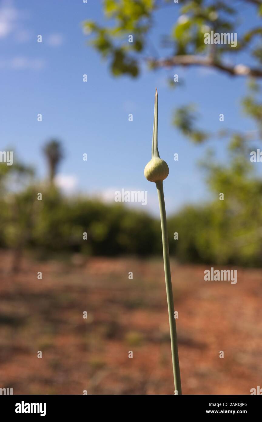 Eine wilde Knoblauchpflanze, Elephant Knoblauch (Allium ampeloprasum), die in einem kultivierten Feld wächst und Platz zum Hinzufügen von Texten bietet, Kopie links Stockfoto