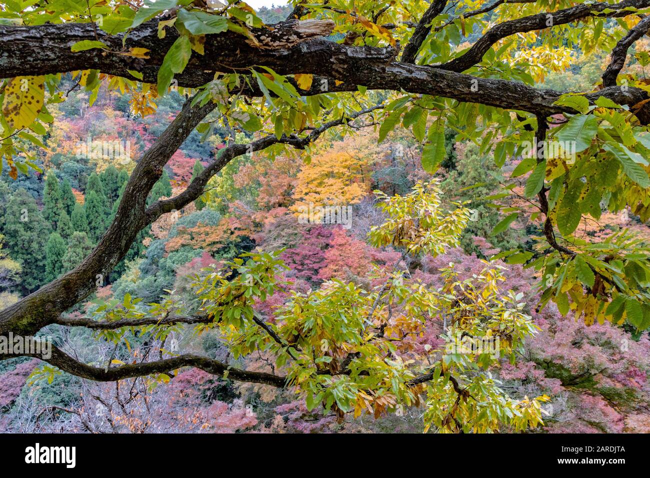 Buntes Herbstlaub, Arashiyama, Kyoto, Japan Stockfoto