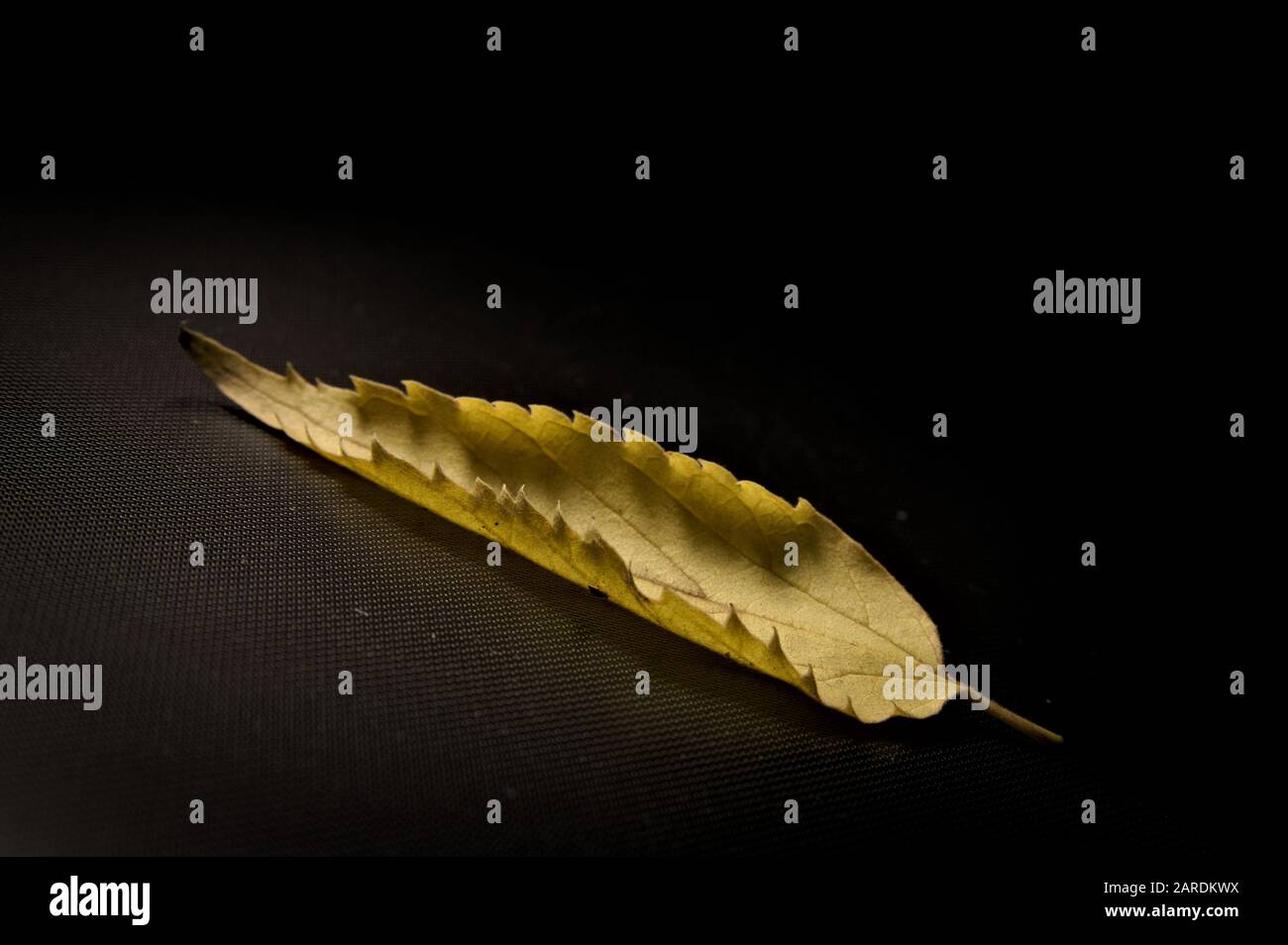 Ein braunes Blatt, das mit einem Lichtstrahl auf einer Oberfläche mit einer Struktur und schwarzem Hintergrund beleuchtet wird Stockfoto