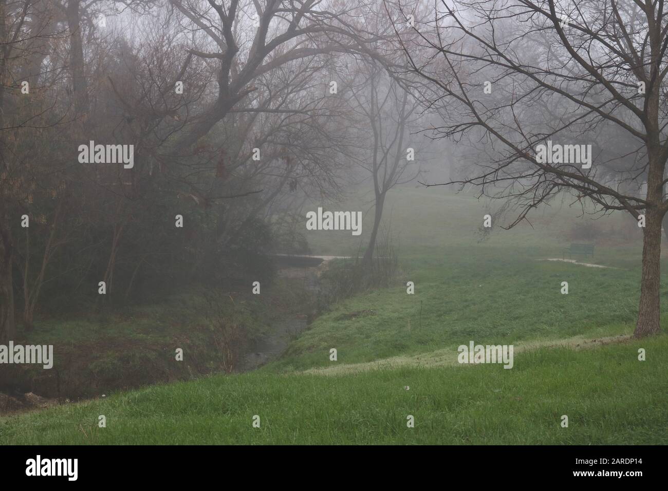 Nebelige Wintermorgenlandschaft mit Bäumen, einem Bach und grünem Gras Stockfoto
