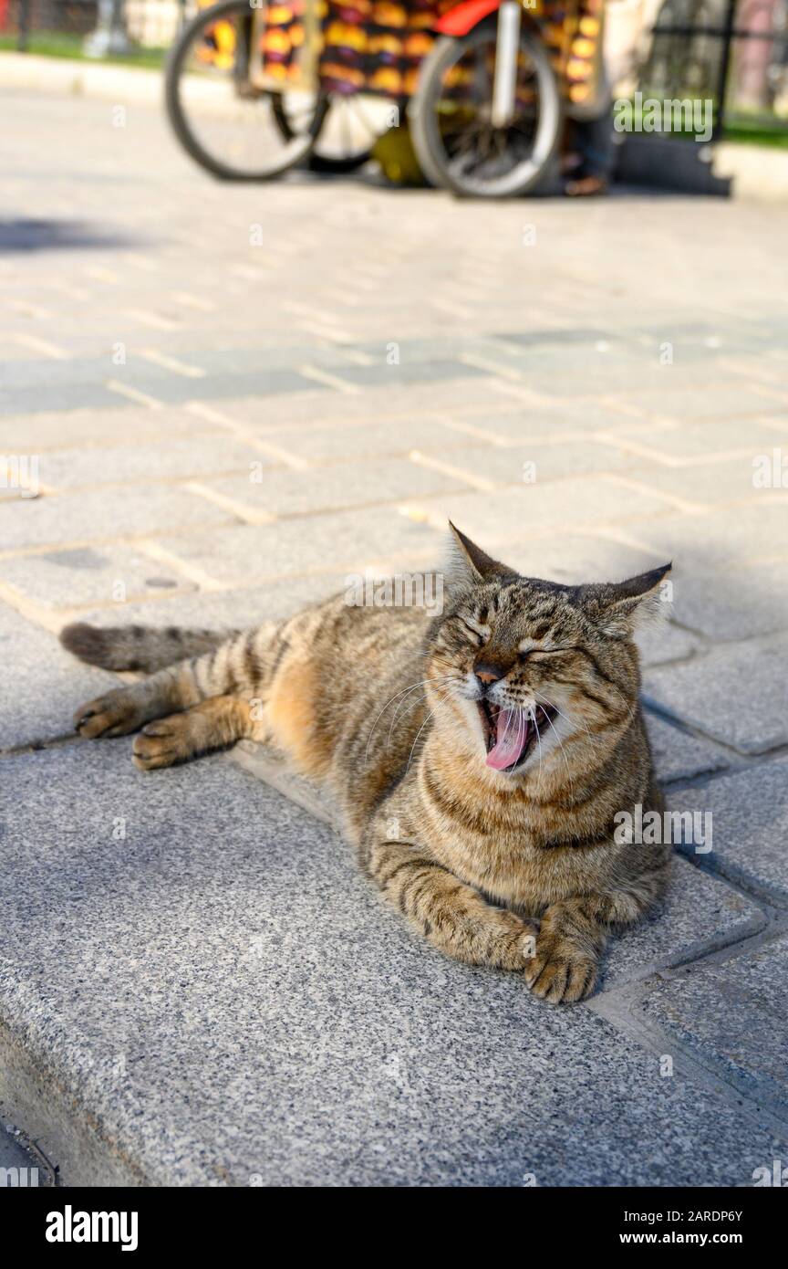 Streunende Katze gähnelt in Istanbul, Türkei Stockfoto