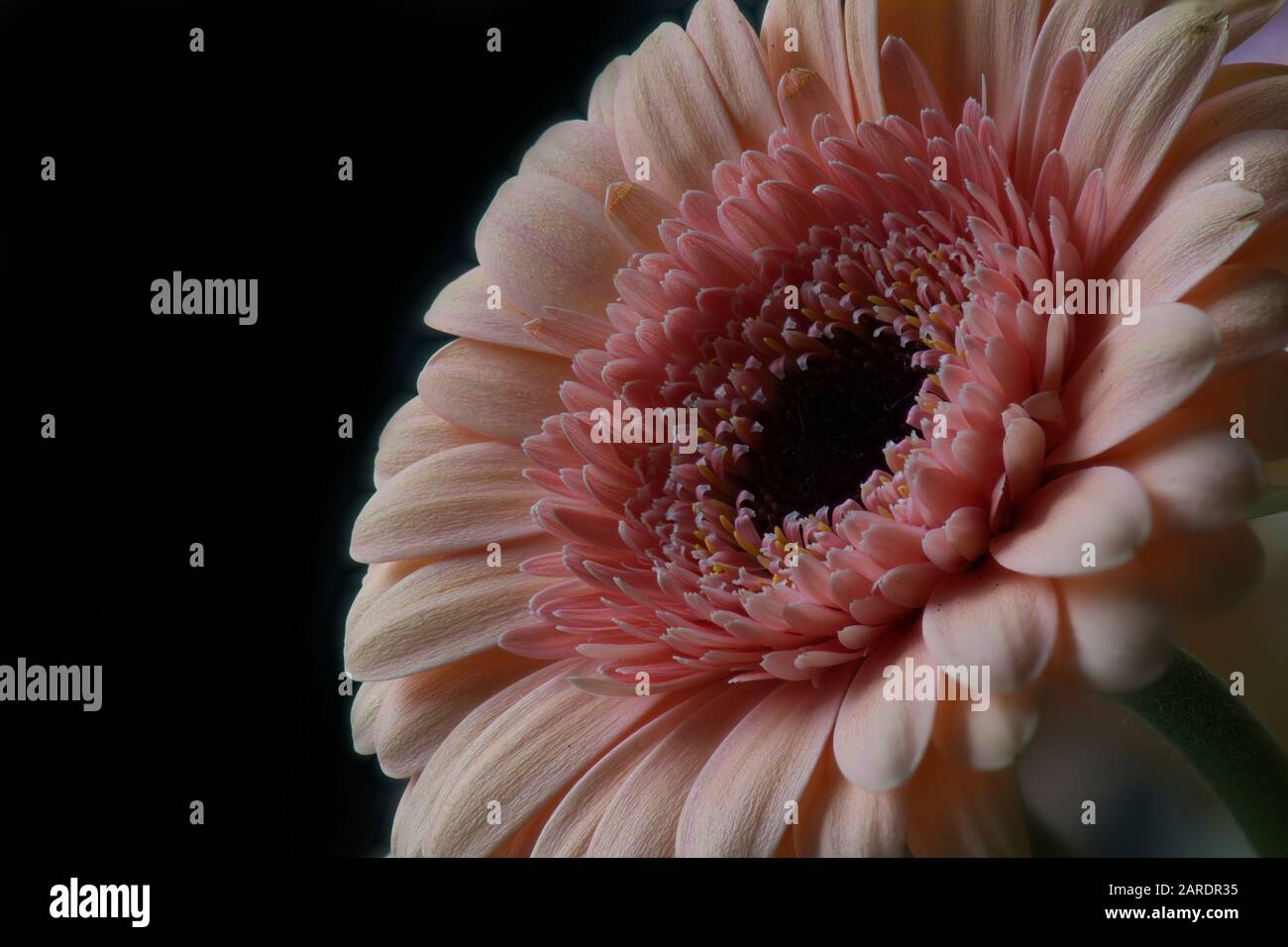 Ein fokussiertes Makro einer orangen Gerbera-Blume Stockfoto